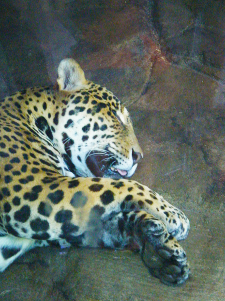Leopard @ Woodland Park Zoo in Seattle, WA